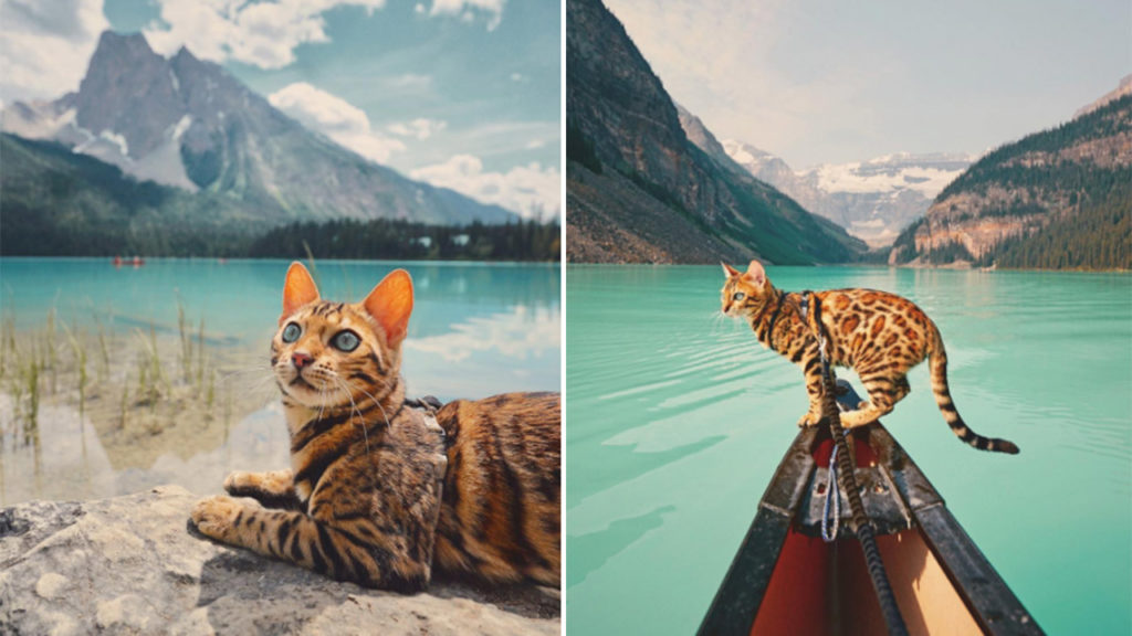 Meet Suki, the adventurous Bengal cat who’s charming the whole world