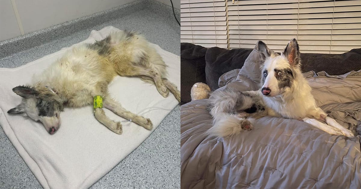 Blind, epileptic dog was found in box, thought to be dead — but now he’s made an incredible recovery