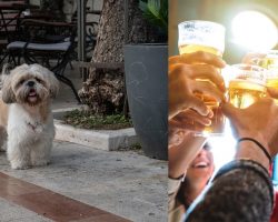 Woman panics after senior dog goes missing — then discovers he’s out at a bar