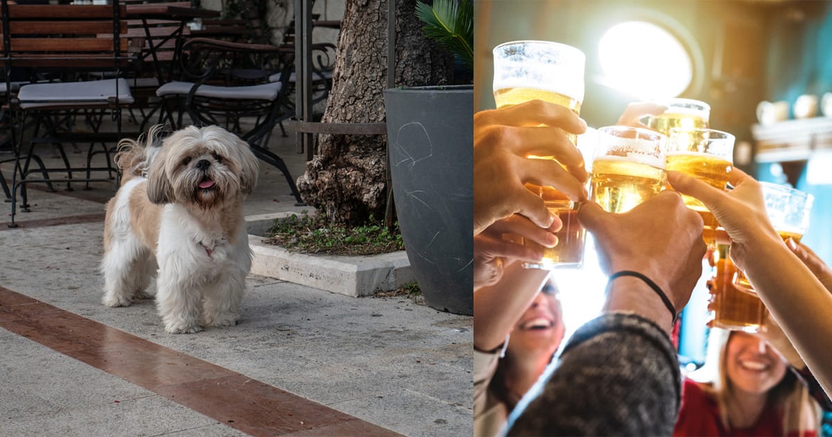 Woman panics after senior dog goes missing — then discovers he’s out at a bar
