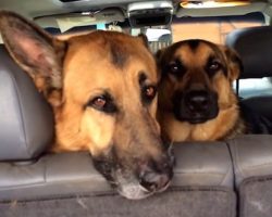 She Found An Open Bag Of Dog Food And Asked Her Dogs For A Confession. THIS Was Their Response…