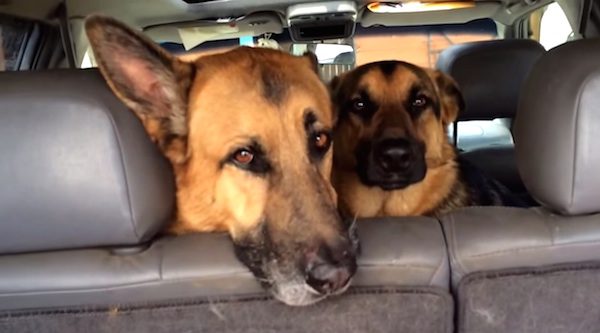 She Found An Open Bag Of Dog Food And Asked Her Dogs For A Confession. THIS Was Their Response…