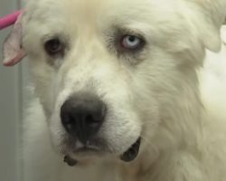 Casper, dog who fought off coyotes to protect his flock of sheep, nominated for “Farm Dog of the Year”
