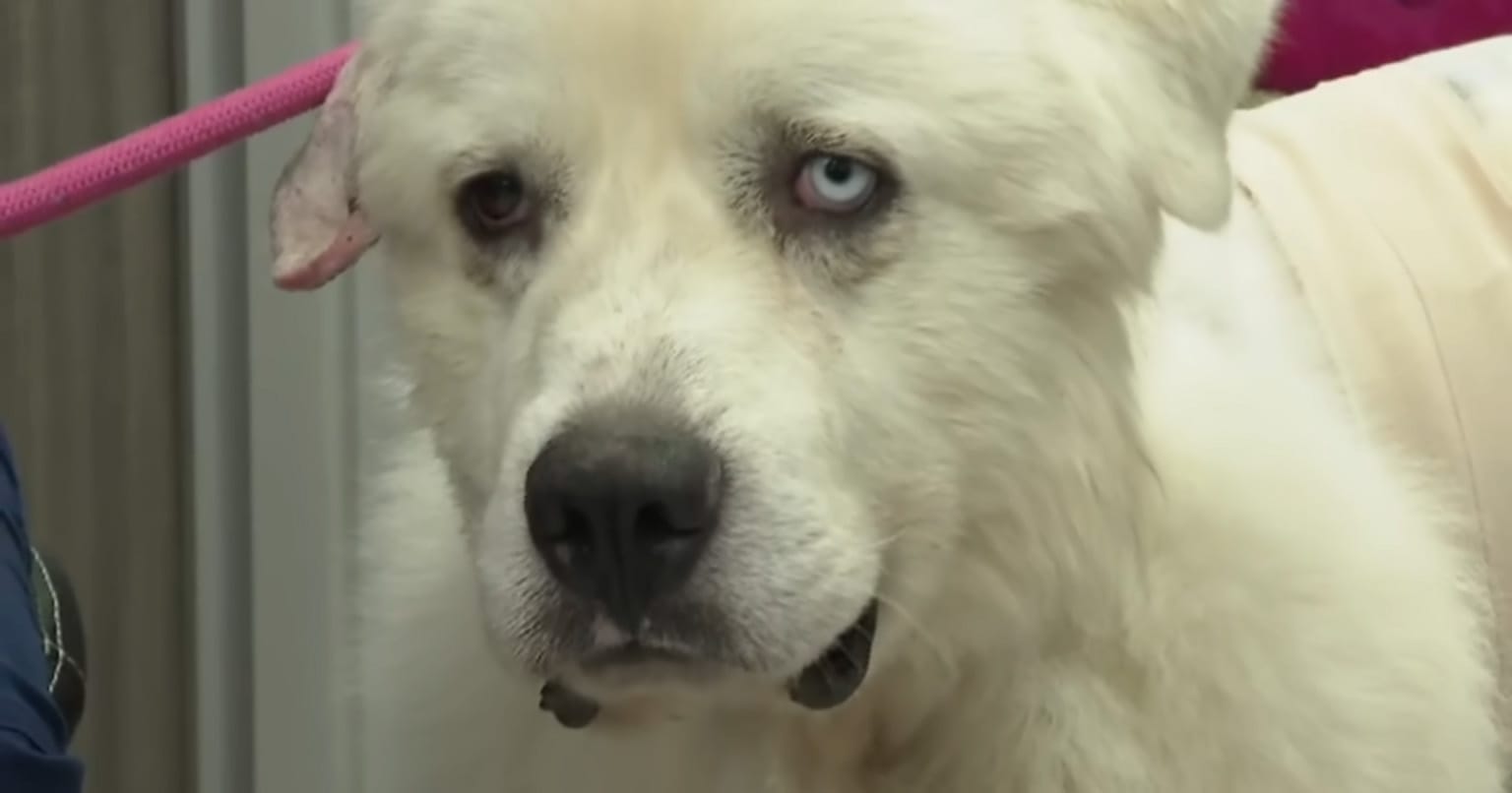 Casper, dog who fought off coyotes to protect his flock of sheep, nominated for “Farm Dog of the Year”