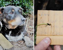 Dog collapses at their door – then they see a note on his collar and grab the phone