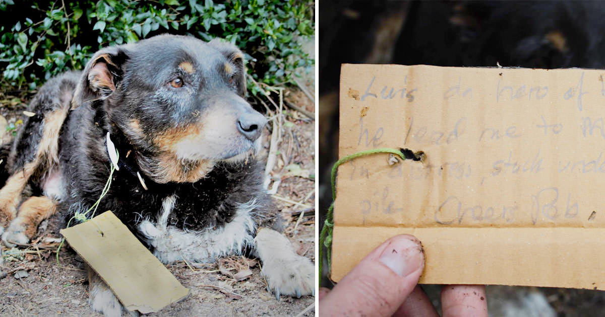 Dog collapses at their door – then they see a note on his collar and grab the phone