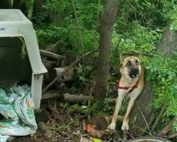 Dog is abandoned chained in the woods, then animal hero discovers the horrific