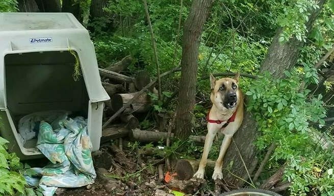 Dog is abandoned chained in the woods, then animal hero discovers the horrific