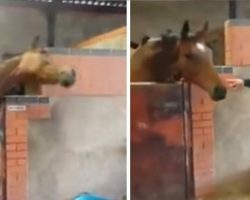 Horse groomer dances to favorite song – but now look carefully when the horse turns the table