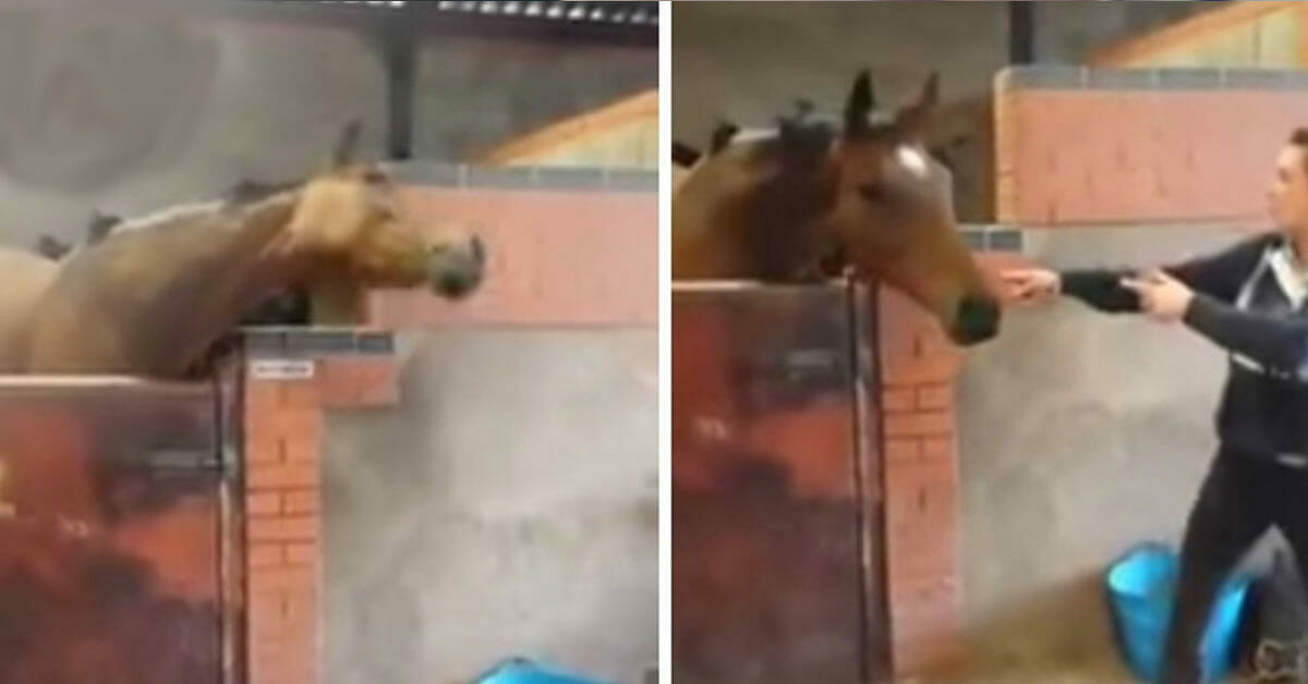 Horse groomer dances to favorite song – but now look carefully when the horse turns the table