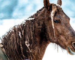 Woman brings her horses inside house to keep them safe from freezing weather