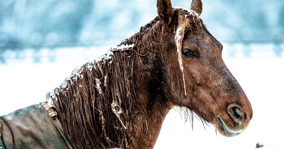 Woman brings her horses inside house to keep them safe from freezing weather