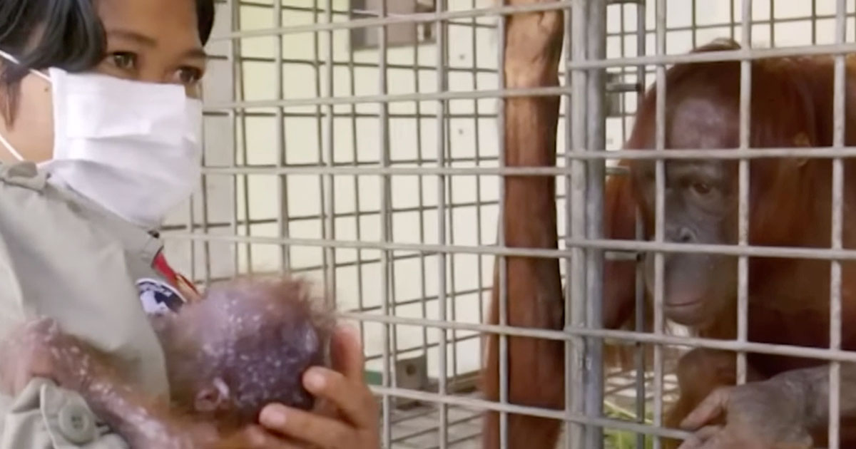 Heartwarming moment when an orangutan is reunited with her baby who was kidnapped