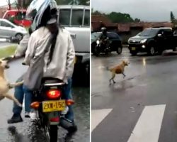 Dog desperately runs after owners after he’s abandoned – now the heartbreaking video goes viral