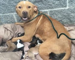 Pit bull gives birth to 10 puppies, hours later, the unthinkable happens