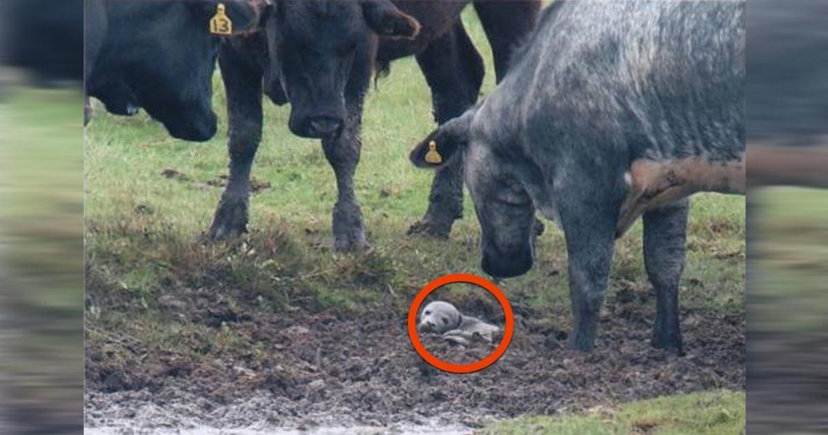 30 cows surround a newcomer in their field – then save the life of a lost baby