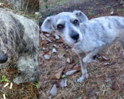 Schnauzer who was never loved is adopted by a new family, gets a dream life