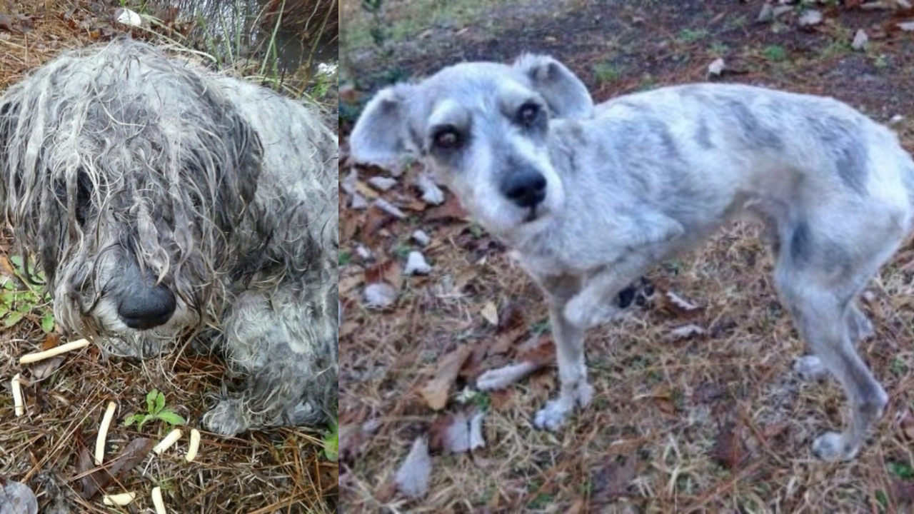 Schnauzer who was never loved is adopted by a new family, gets a dream life