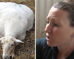 Woman goes to say goodbye to gravely ill pregnant sheep – then finds miracle in the straw