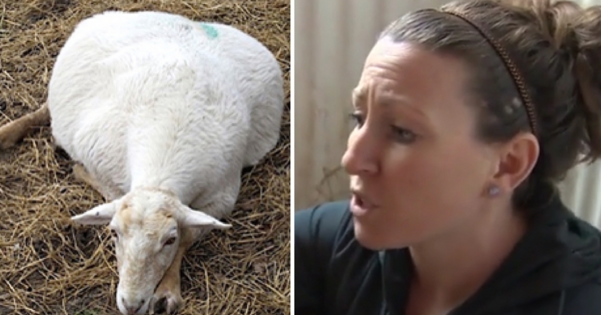 Woman goes to say goodbye to gravely ill pregnant sheep – then finds miracle in the straw