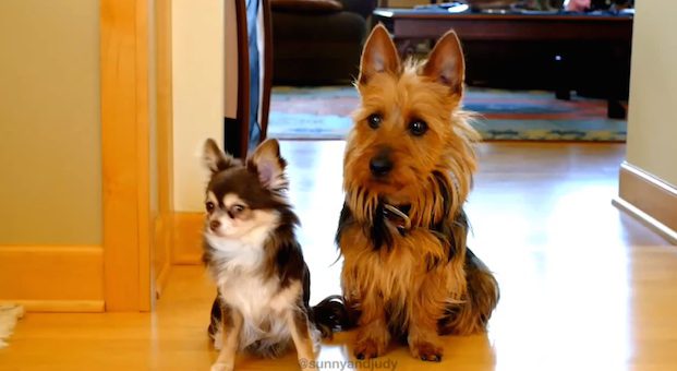 Woman Asks Her Dogs Who Pooped In The Kitchen And Their Response Is Hilarious