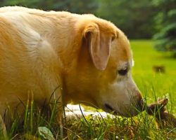 Meg the Yellow Lab Becomes Friends with a Baby Bunny