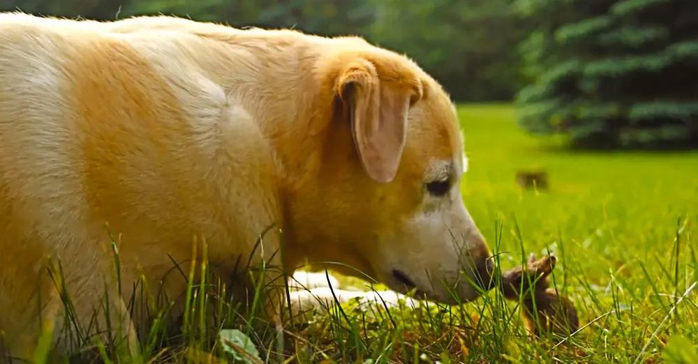 Meg the Yellow Lab Becomes Friends with a Baby Bunny