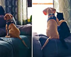 Beagle Pup Birdwatches With His Best Friend