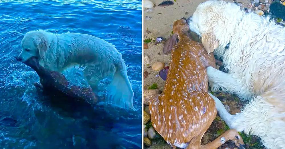 Brave Dog Makes A Splash To Save Drowning Baby Deer