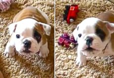 Bulldog Puppy Throws An Adorable Temper Tantrum
