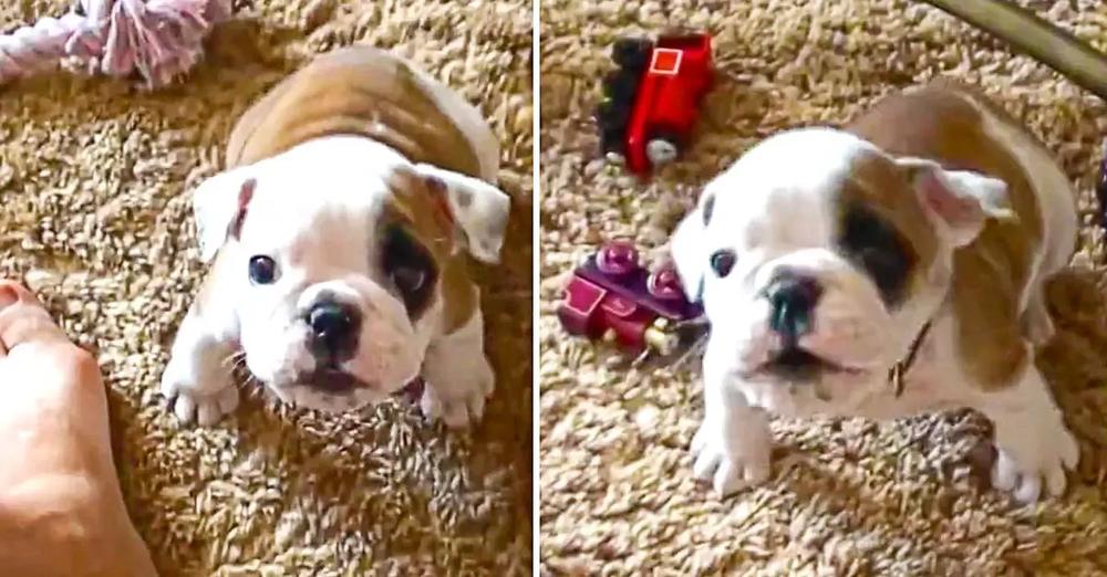 Bulldog Puppy Throws An Adorable Temper Tantrum