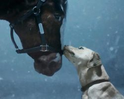 Dog in Budweiser commercial was Super Bowl’s breakout star — he belongs to two of Hollywood’s biggest actors