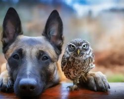 Gentle Belgian Malinois Has Adorable Friendship With Tiny Owl And The Cutest Pictures