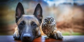 Gentle Belgian Malinois Has Adorable Friendship With Tiny Owl And The Cutest Pictures