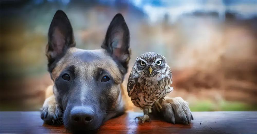 Gentle Belgian Malinois Has Adorable Friendship With Tiny Owl And The Cutest Pictures