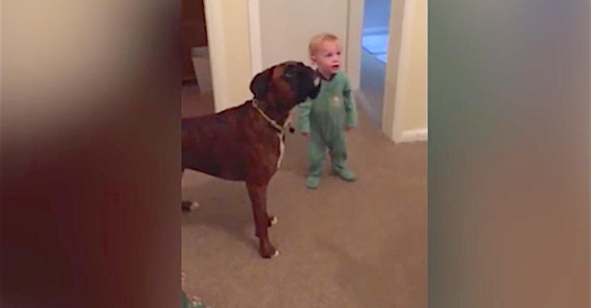 The toddler and dog responding to the same commands has mom laughing
