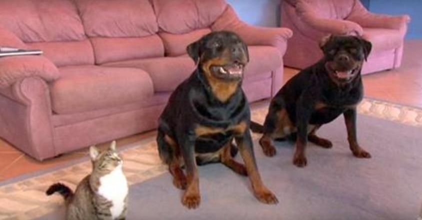 Dad’s teaching the dogs a new trick, but the cat isn’t to be outdone