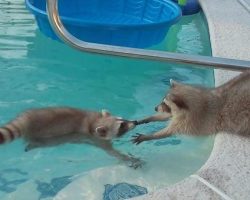 Raccoon Gets Adorably Nervous When His Brother Goes For A Swim In The Pool