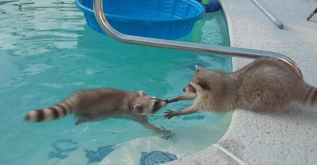 Raccoon Gets Adorably Nervous When His Brother Goes For A Swim In The Pool