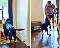 Little Girl And Doggy Get So Excited When Daddy Comes Home From Work