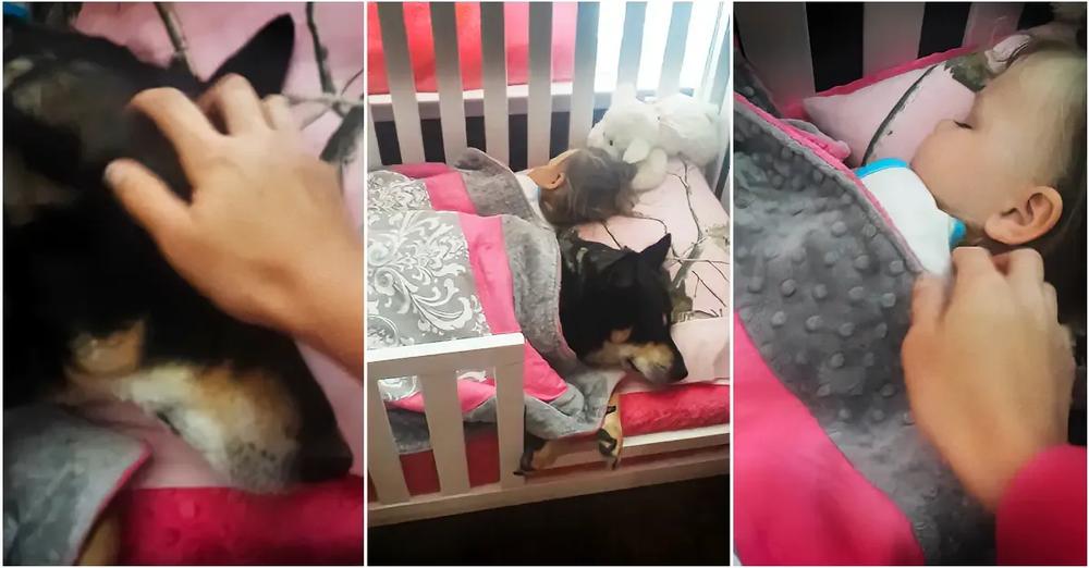 Mom Finds Dog Taking A Nap In Bed With Toddler