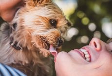 10 Dog Breeds That Form the Strongest Bonds with Their Owners