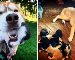Husky Adopts And Nurses Kittens Back To Health After Finding Them Abandoned In The Woods In A Box