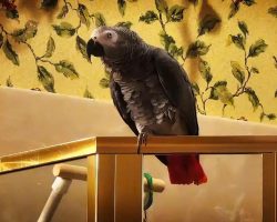 This Parrot Knows and Sings Every Word Of ‘Who Let The Dogs Out’
