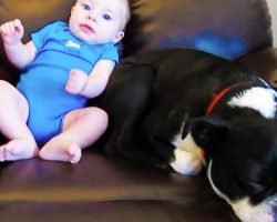 Baby Takes A Dog Completely By Surprise Releasing A Loud Fart