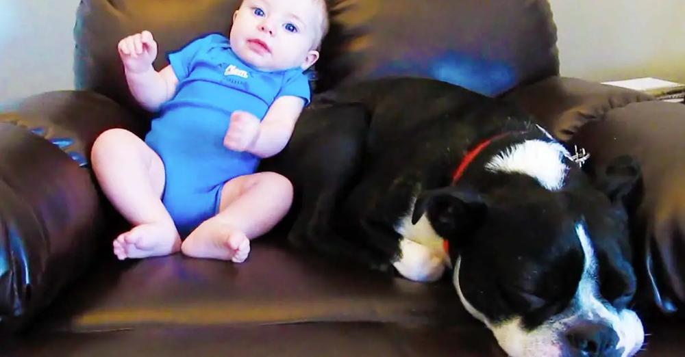 Baby Takes A Dog Completely By Surprise Releasing A Loud Fart
