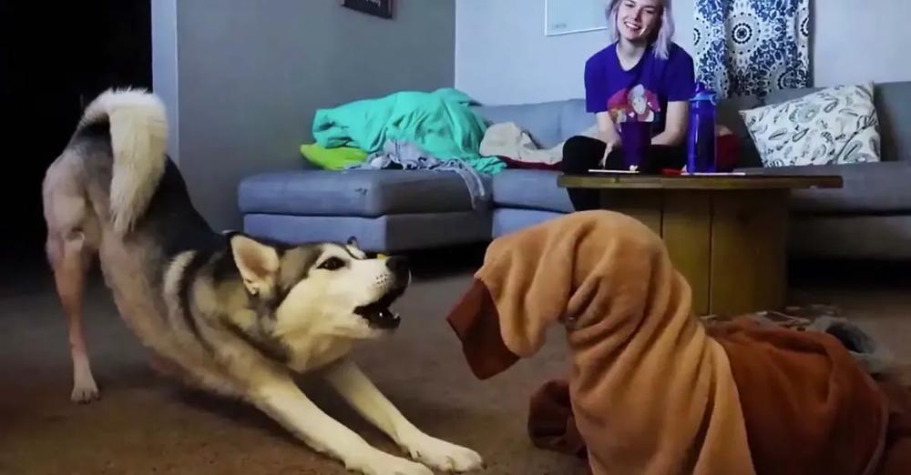 Dog Gets Trapped In Onesie, His Husky Sister Comes To The Rescue
