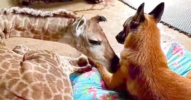 Dog Loves And Protects Abandoned Baby Giraffe Friend