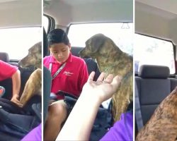 Sweet Dog Cries Every Time Mom Drops Son Off At School