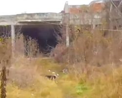 Man Follows Stray Into Abandoned Building, Finds Dogs Chained Inside